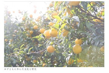 実るゆず