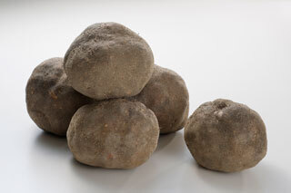 南加賀地区丸いも生産協議会