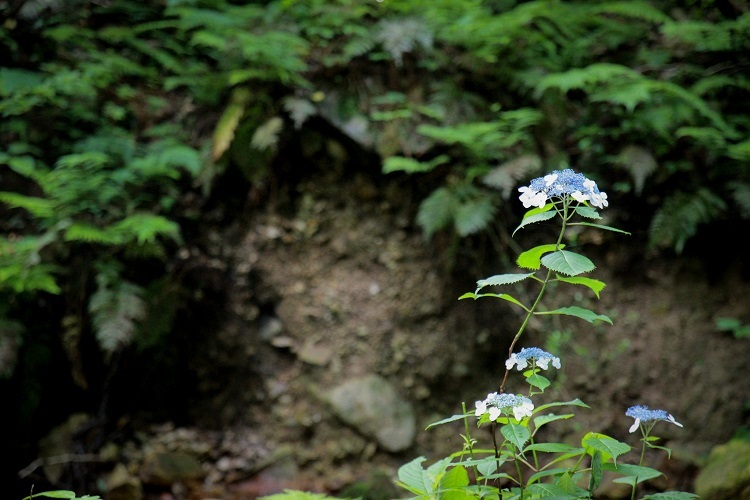エゾアジサイの様子