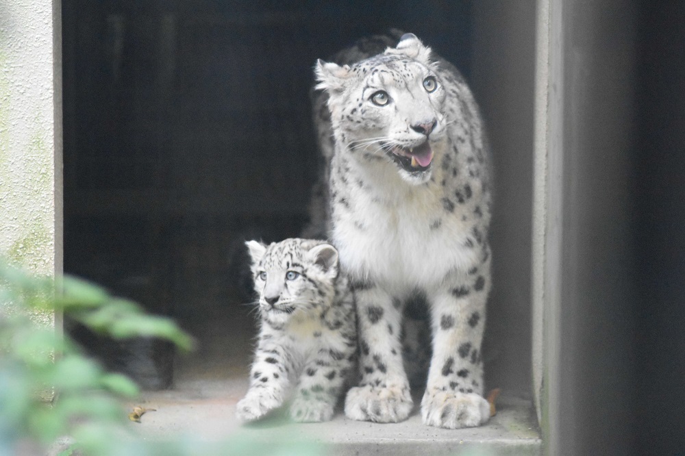ユキヒョウの様子