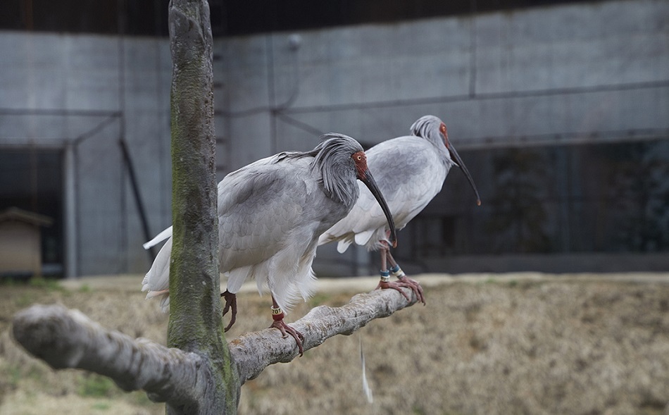 The crested ibis at the beginning of the breeding season.  Change of body color to gray-black (photographed on March 31, 2019)